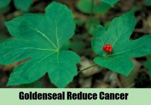 Goldenseal-Reduce-Cancer