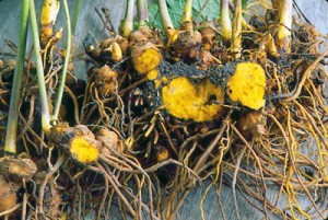 goldenseal-roots