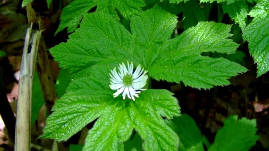 hoa goldenseal 2