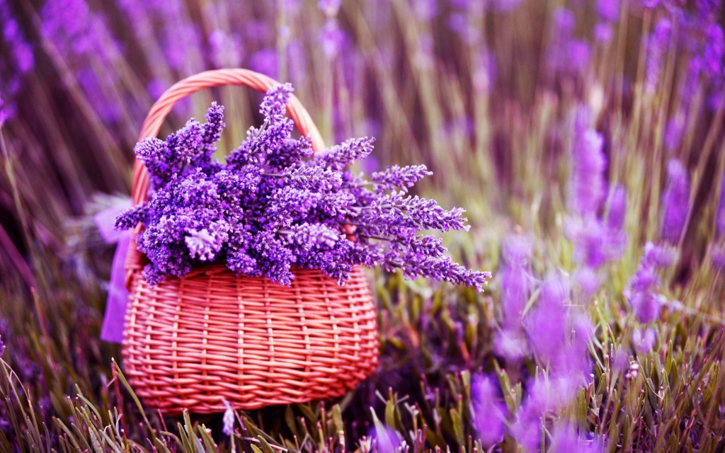 hoa lavender 4
